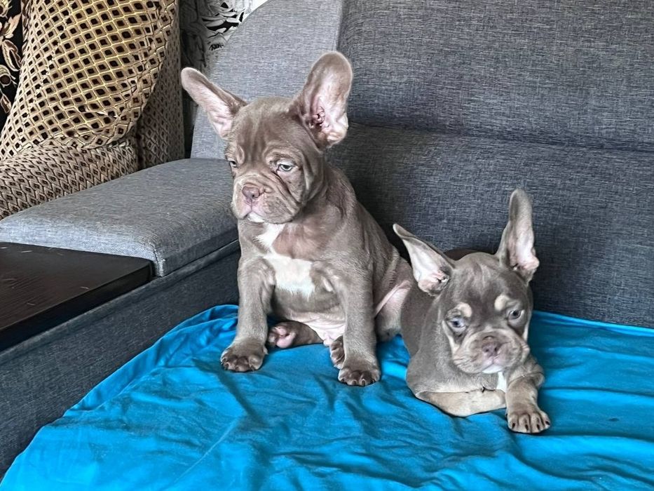 Французский бульдог