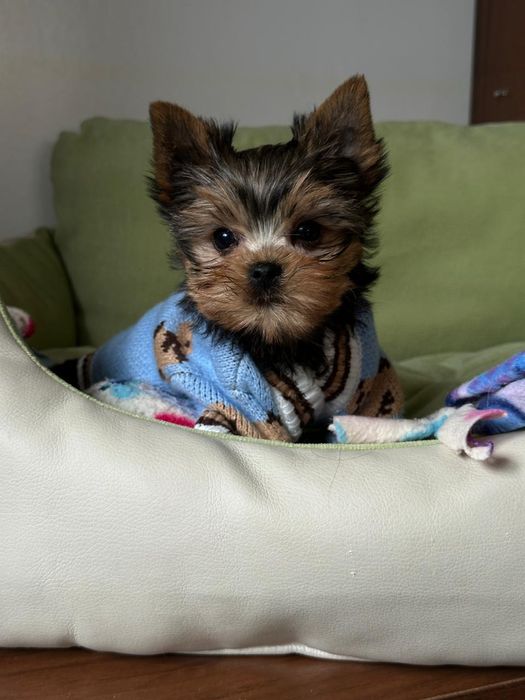 Карманне щастя – міні-йорк хлопчик для справжніх цінителів породи