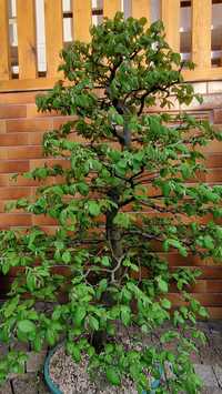 Grab bonsai prowadzony od 7 lat