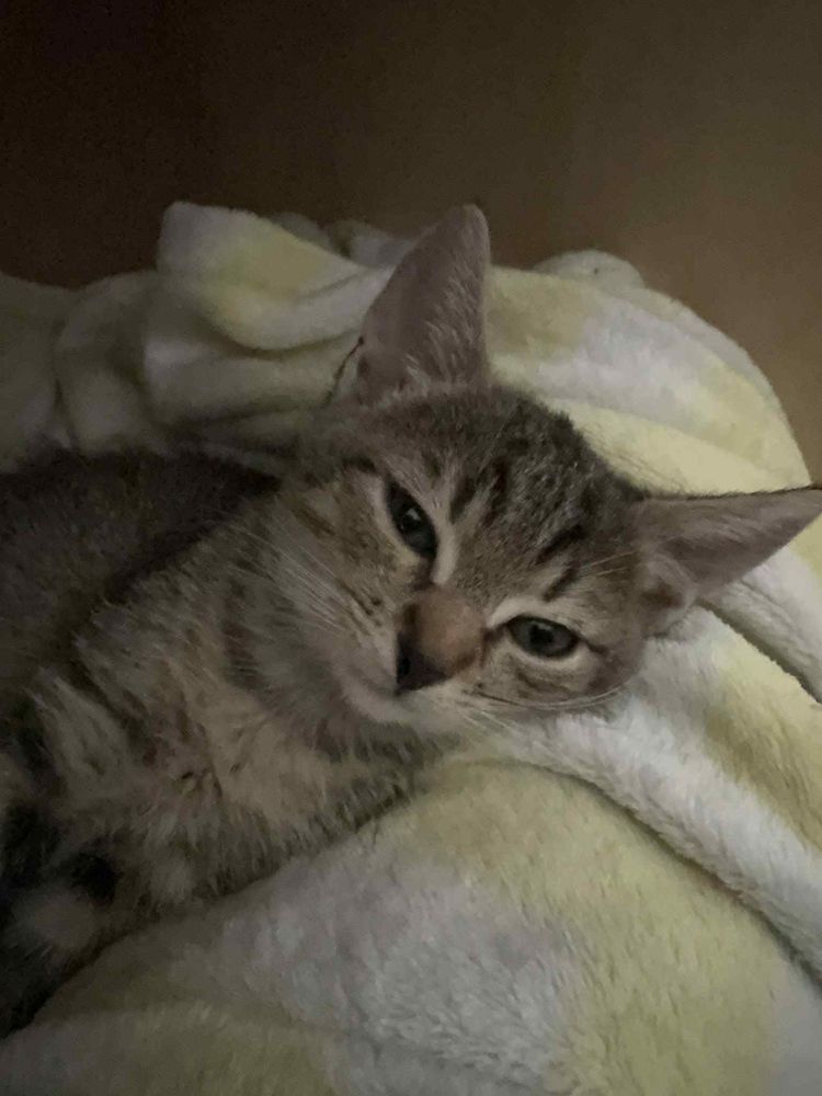 Śliczne siostrzycki do adopcji