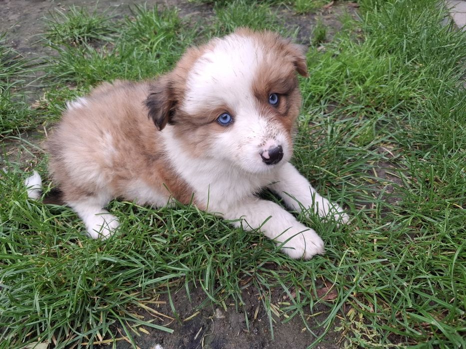 Szczeniak Border Collie Armani