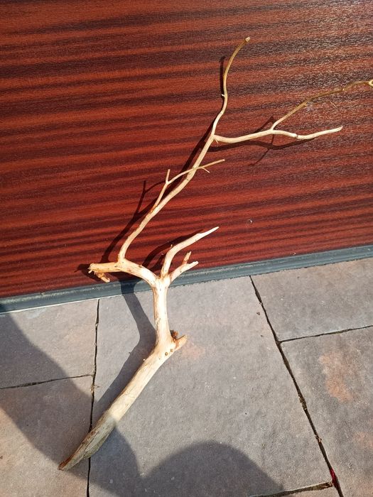 Ładny, średni naturalny korzeń do akwarium