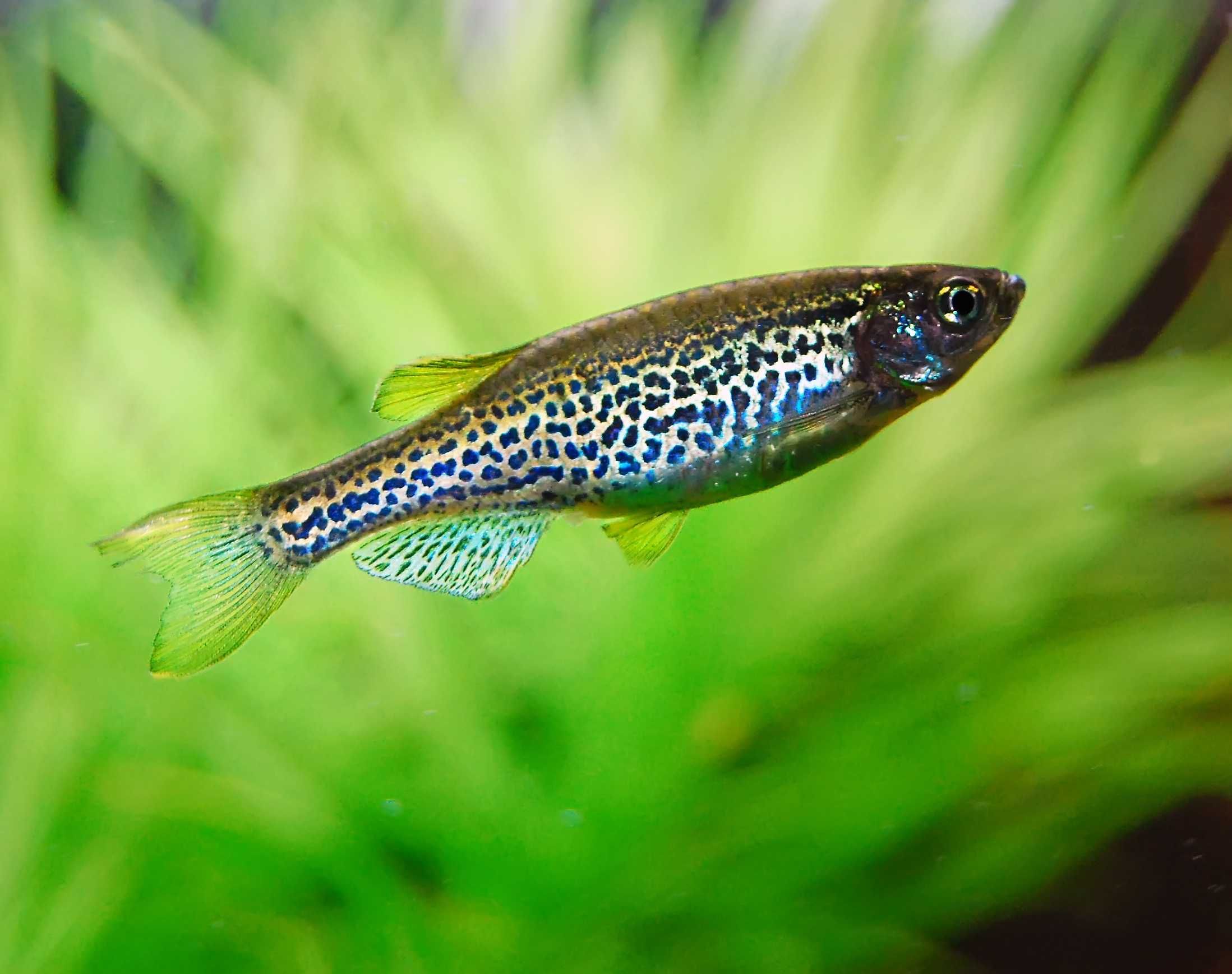 Danio lamparci - Brachydanio lamparcie - dowóz, wysyłka