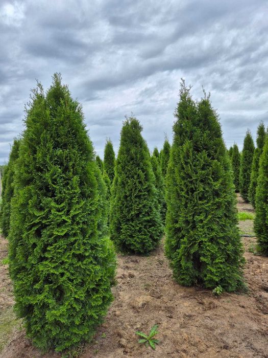 Tuja Szmaragd/Tuje Szmaragd 240cm, Sadzenie transport