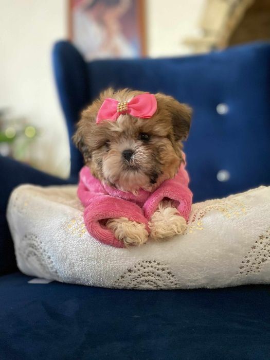 Urocza sunia shih tzu miniaturowa