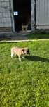 Szczeniaki do darmowej adopcji - 6-7 tygodniowe