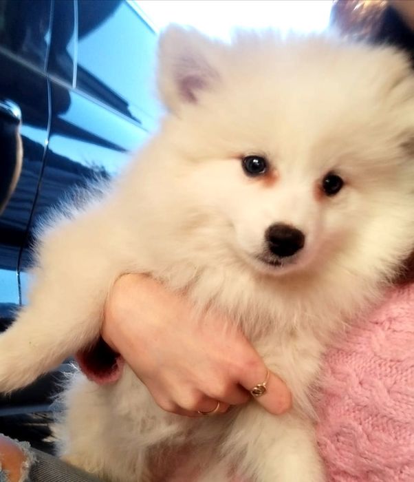 Szpic Niemiecki Średni