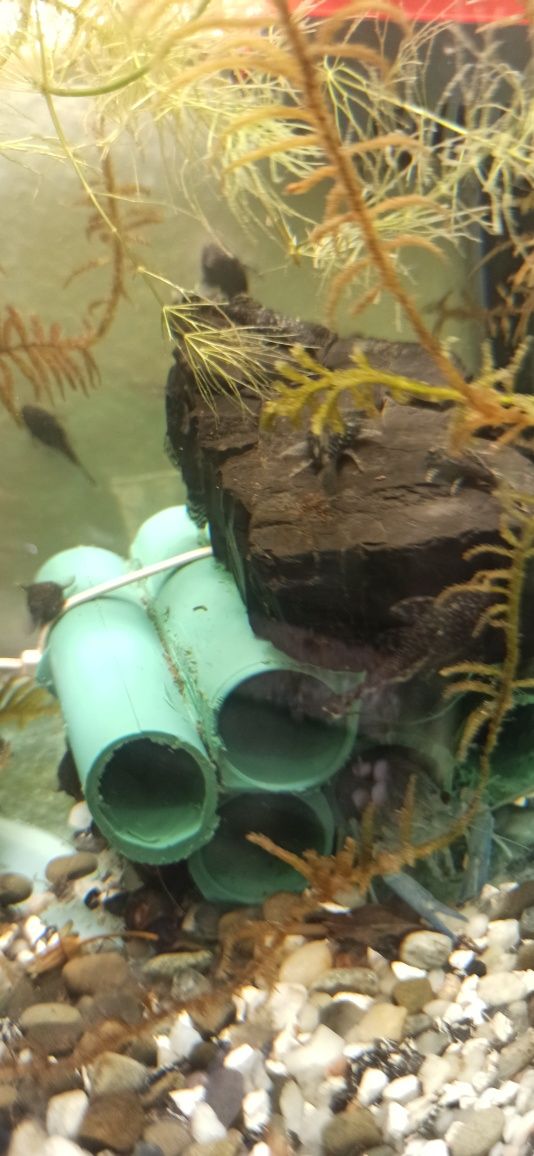 Анцитруси акваріумні рибки