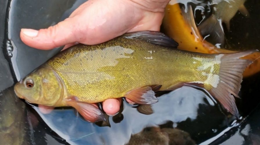 Amur narybek 15-20cm Dostępny! Lin, Karp,