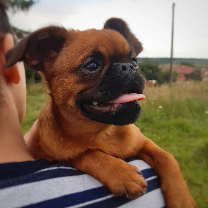 Підрощені хлопчик і дівчинка брабансон, грифон