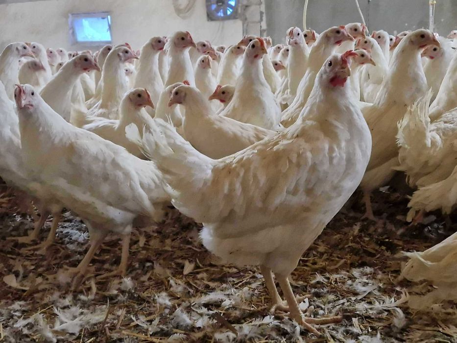 Kury kokoszki nioski Tetra biała jak leghorn odchowane