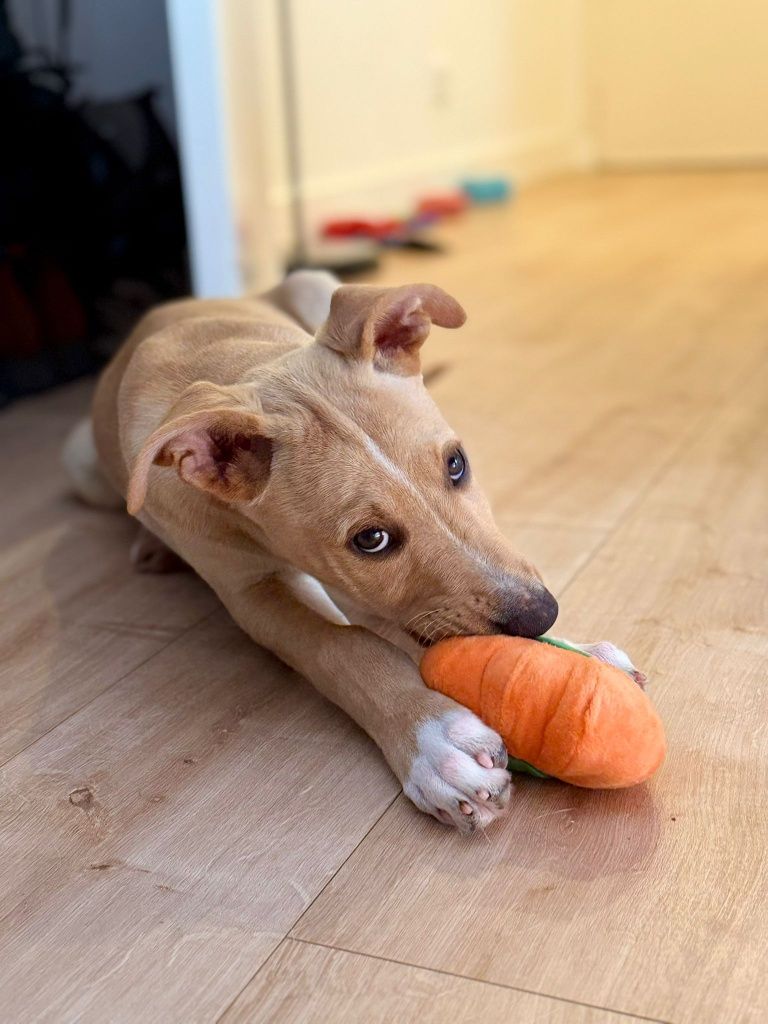 Cães bebés para adoção responsável