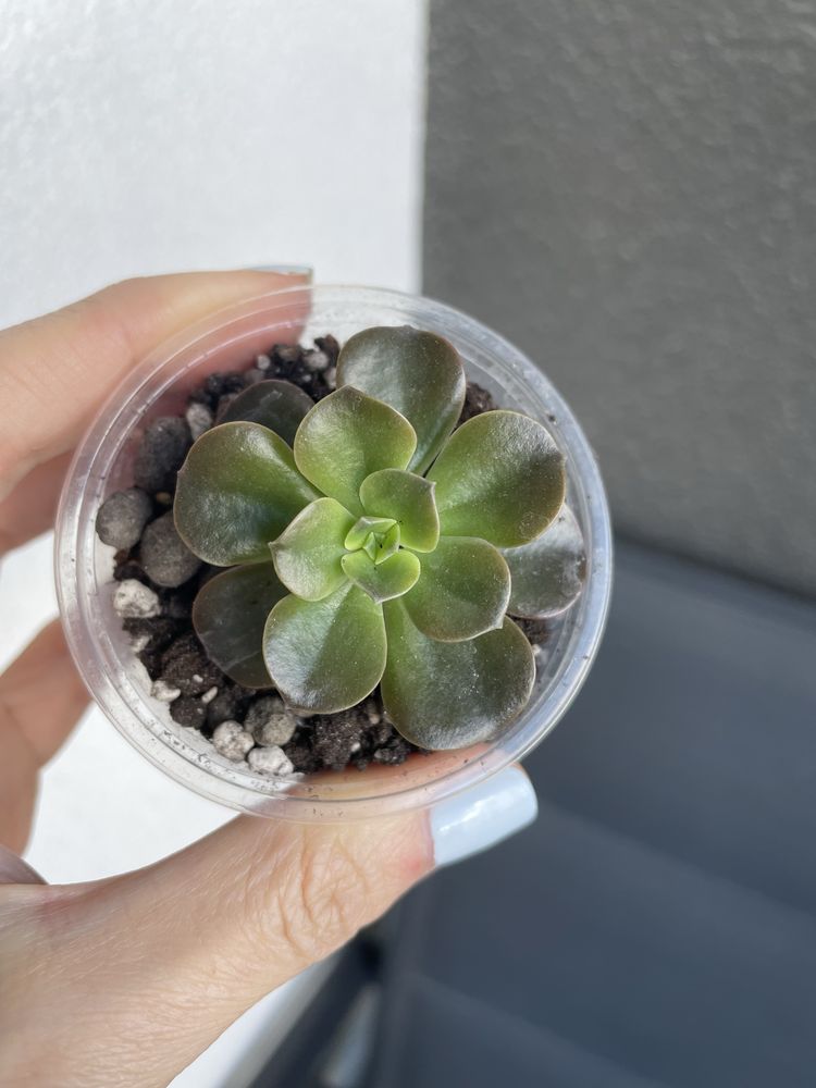 Aeonium sukulent