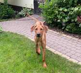 Rhodesian Ridgeback piesek po Championach