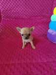 Suczka Chihuahua mini FCI krótkowłosa ( prawdziwy rodowód )