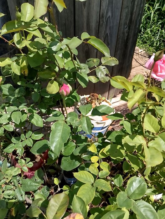 Roseiras envasadas cor rosa