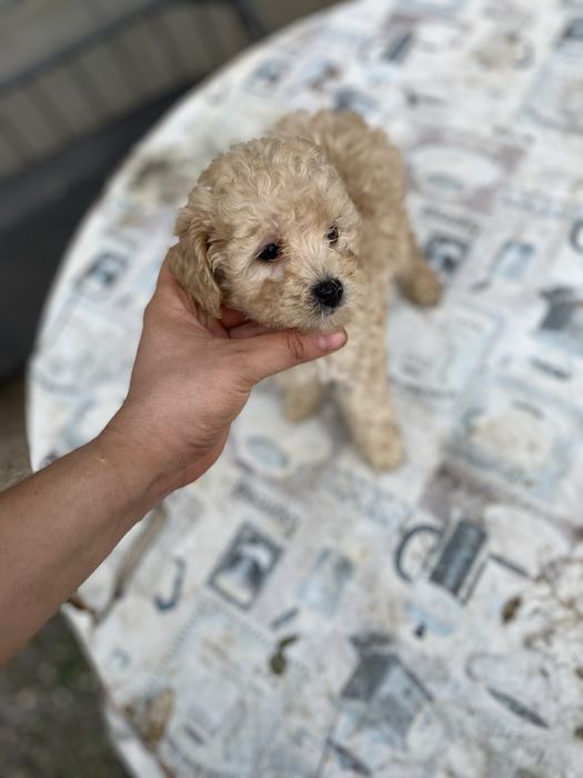 Мини Мальтипу — нежная девочка как из сказки!