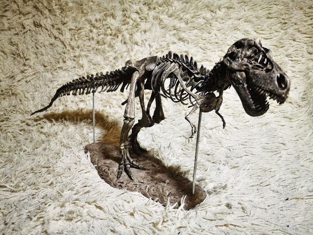 Скелет динозавра T-rex, уменьшеная модель длина 70 см. Модель 5000