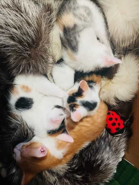8 Tygodniowe Kotki Do Adopcji Tricolor - Pilne