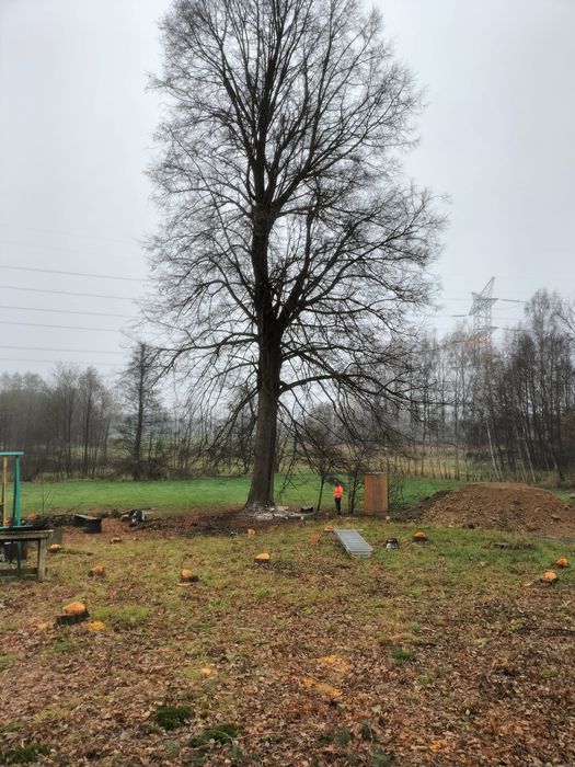 Lipa drzewo potężne