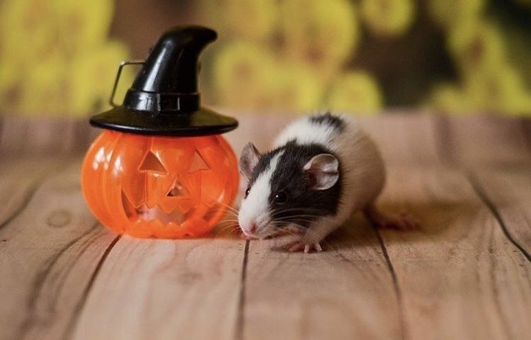 Необычные крысята дамбо