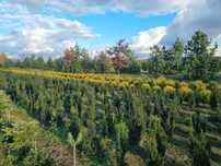 Cis Pośredni Hicksii 100cm, Cis pośredni Hillii 100cm, cis 100cm