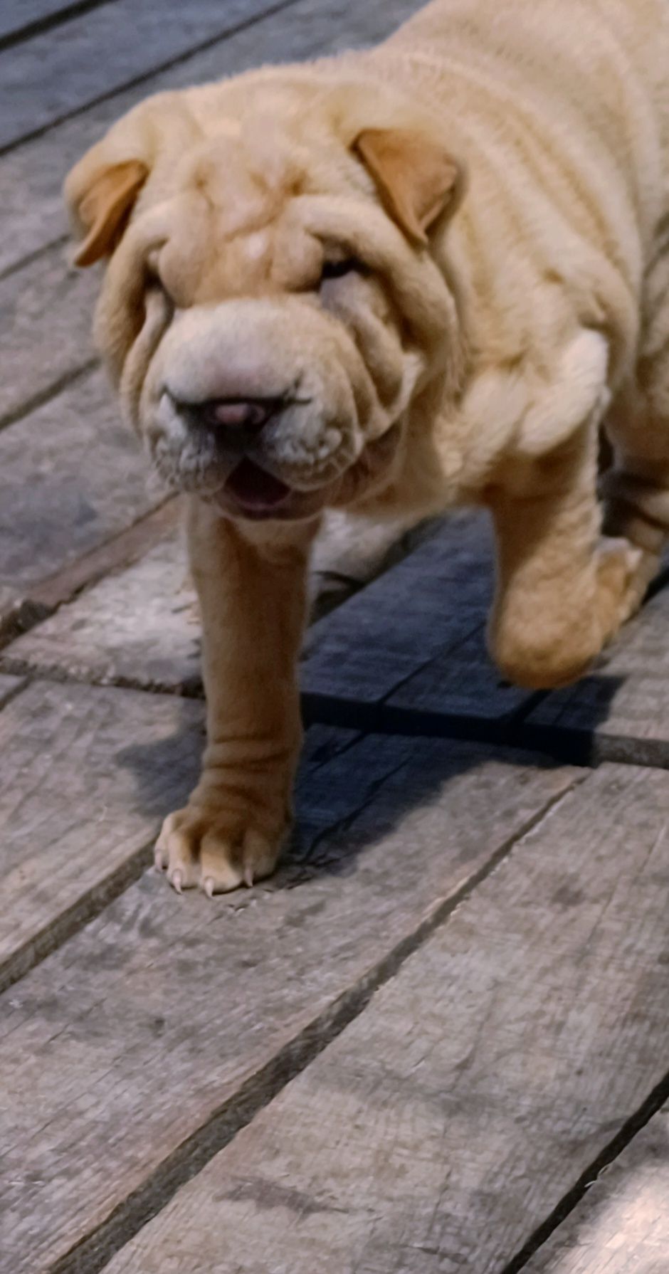 Shar pei bebe macho... Sharpei
