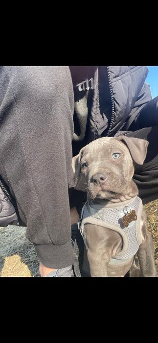Amstaff American Staffordshire Terrier szczeniaki