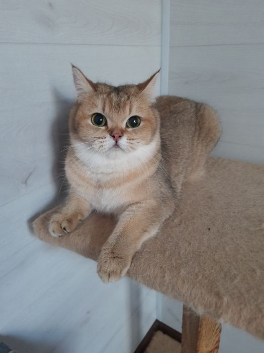 Взрослая кошечка золотая шиншилла