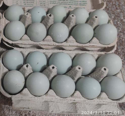 Амераукана інкубаційне яйце