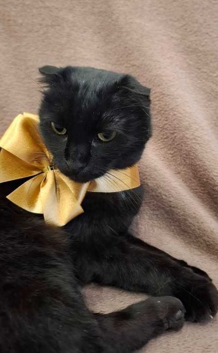 Віддам кішечку-віслоушку в добрі руки