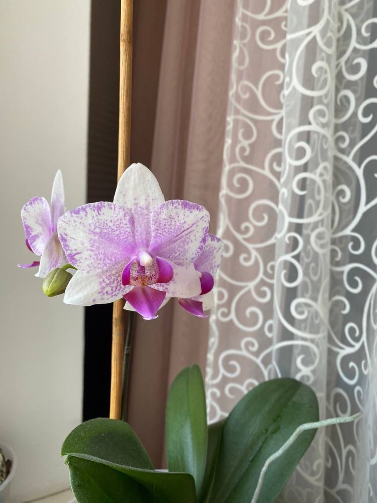 Орхідеї Phalaenopsis