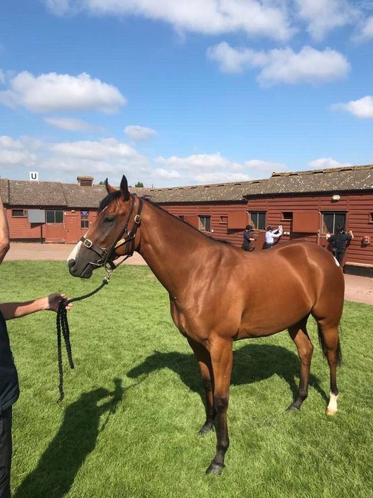Продаж масштабного готового бізнесу
