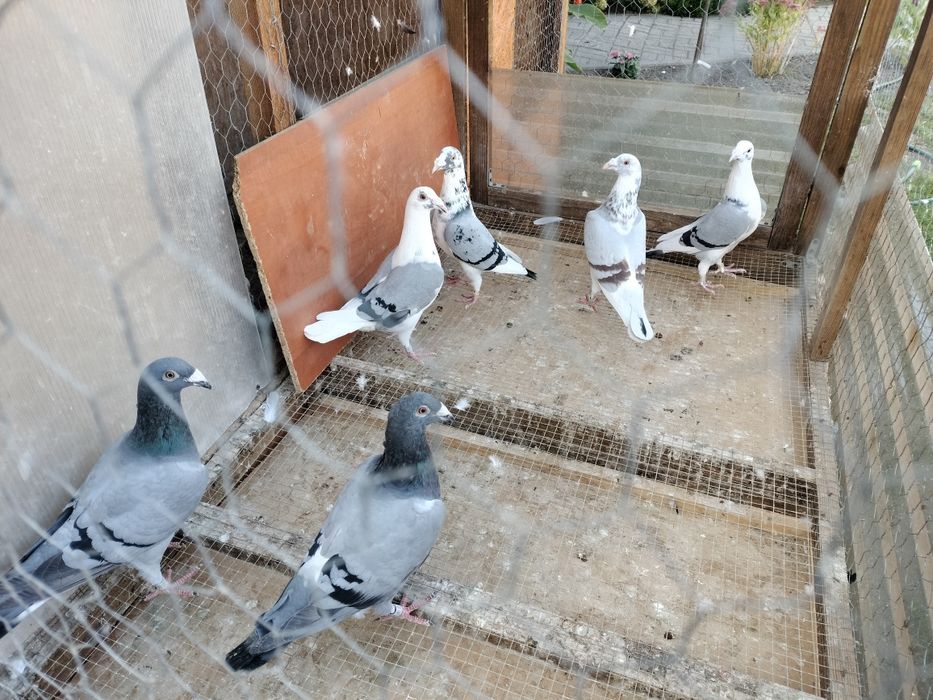 Gołębie staropolskie