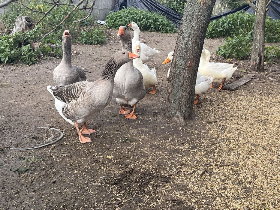 Kaczki / gesi sprzedam