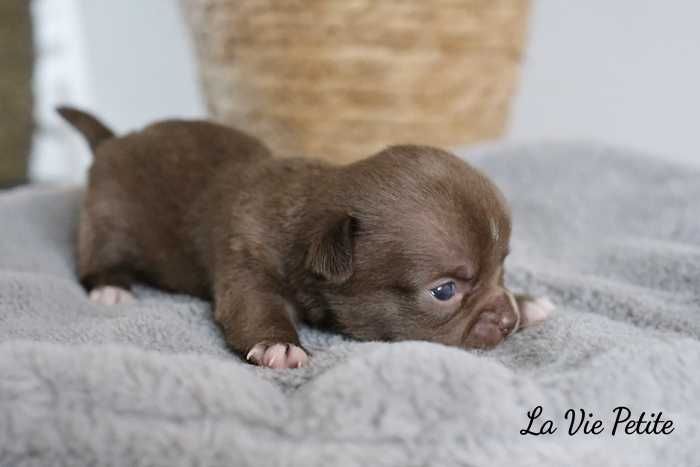 Chihuahua szczeniak czekoladowy piesek