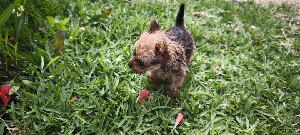 yorkshire terrier hiper Mini Fêmea Brown disponível para entrega imedi