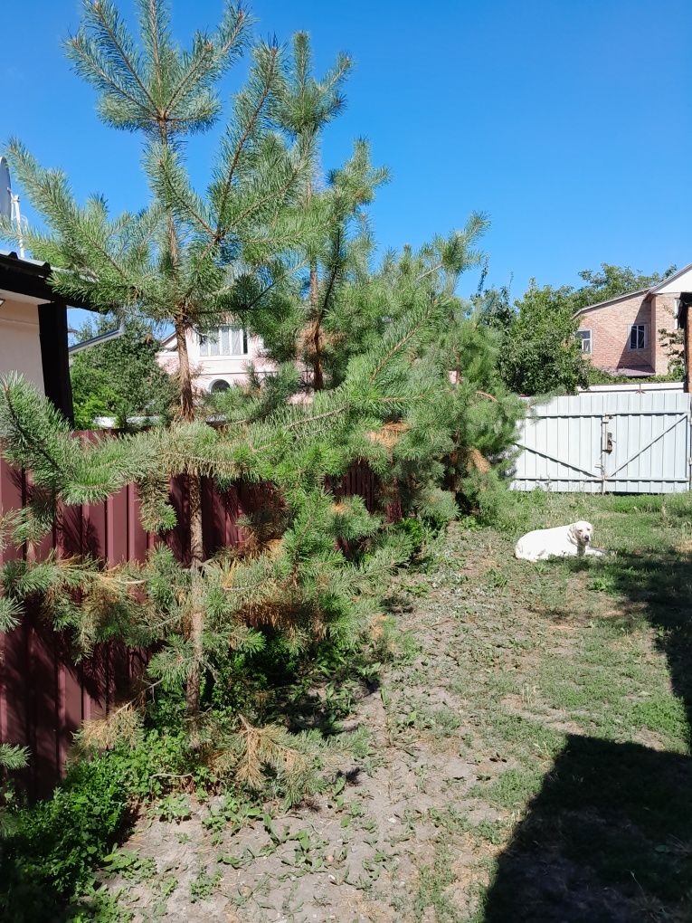 Здам будинок подобово в Миргороді