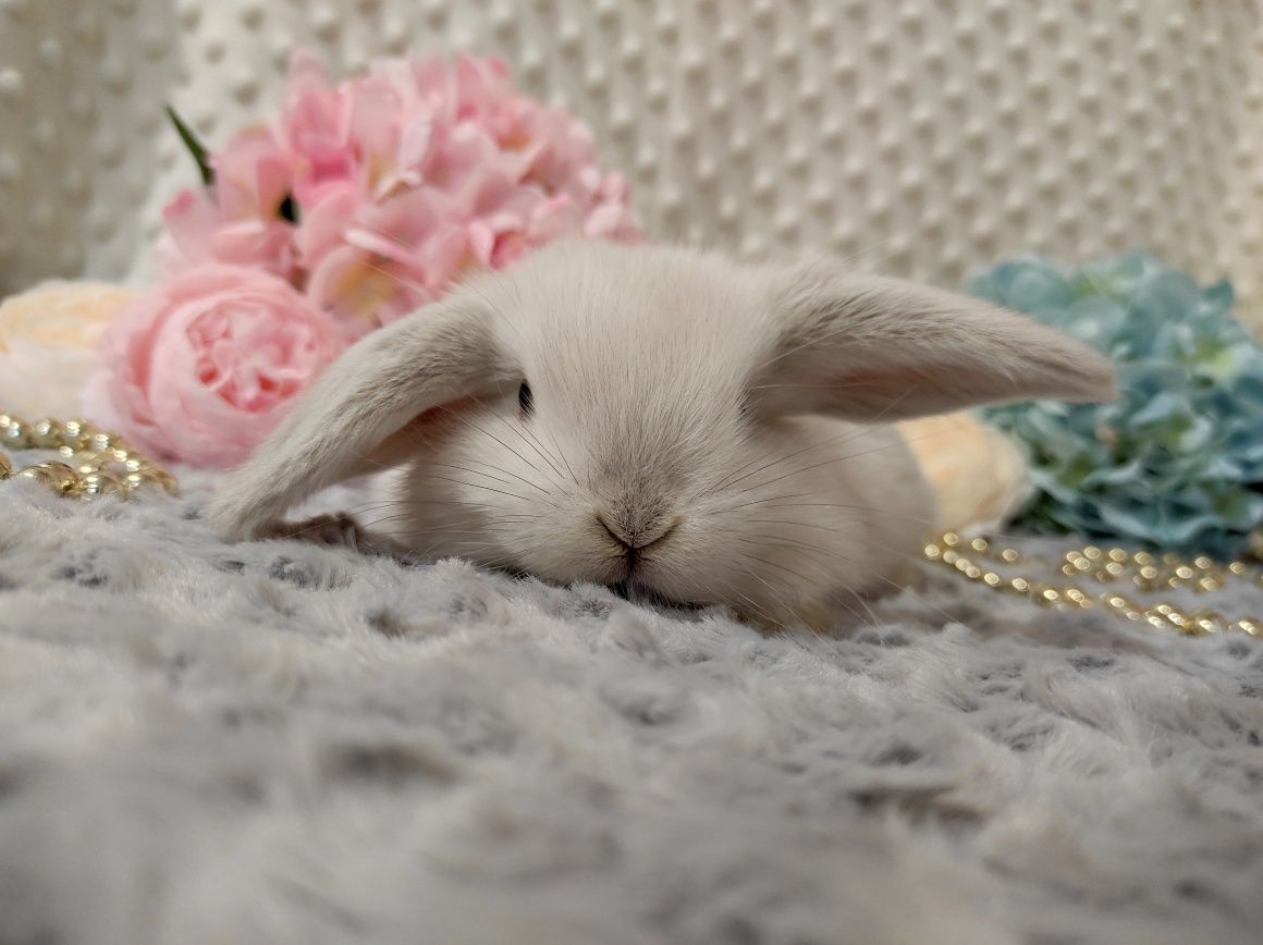 Mini Lop Króliczek Czystej Rasy z WYPRAWKĄ I KSIĄŻECZKĄ