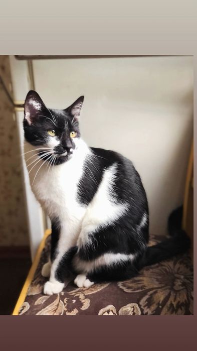 Отдам черно-белого кота, 1 год, кастрирован, привит