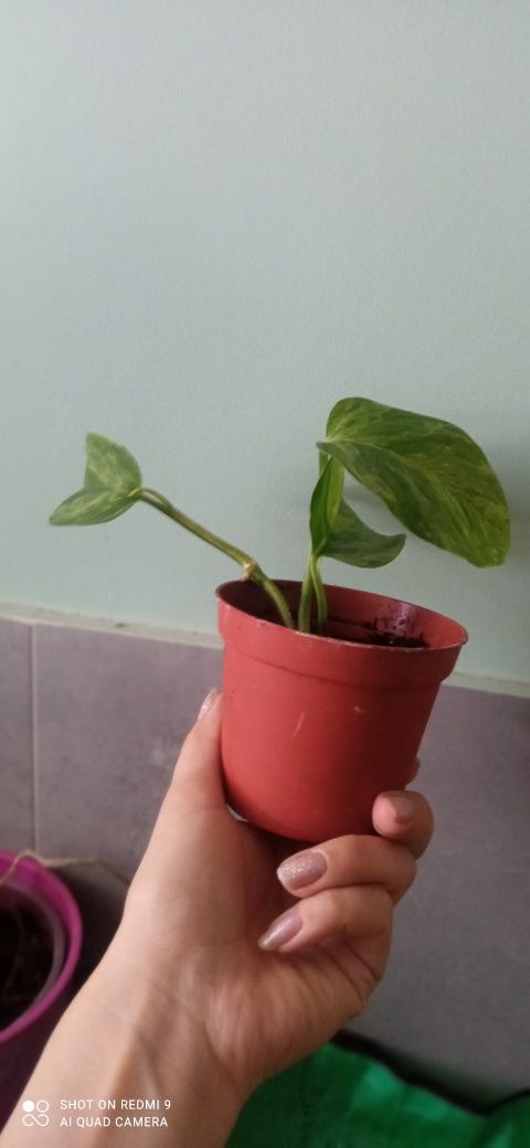Epipremnum Marble Queen
