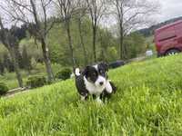 Sprzedam Szczenięta Border Collie