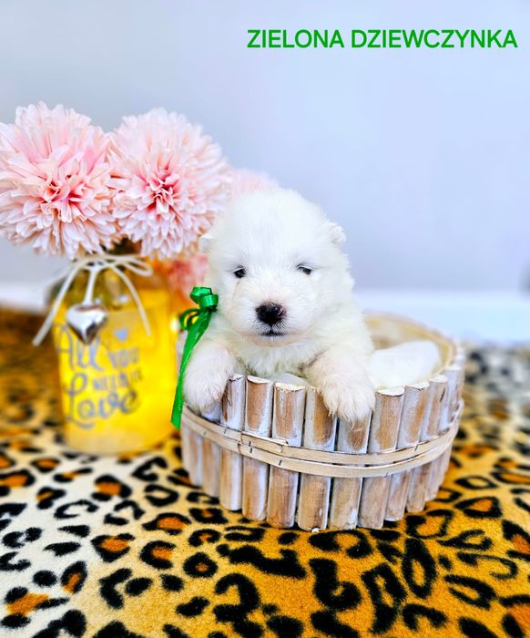 Suczka samoyed ZkwP