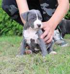 Amstaff American Staffordshire Terrier Amstaf BLUE błękitny