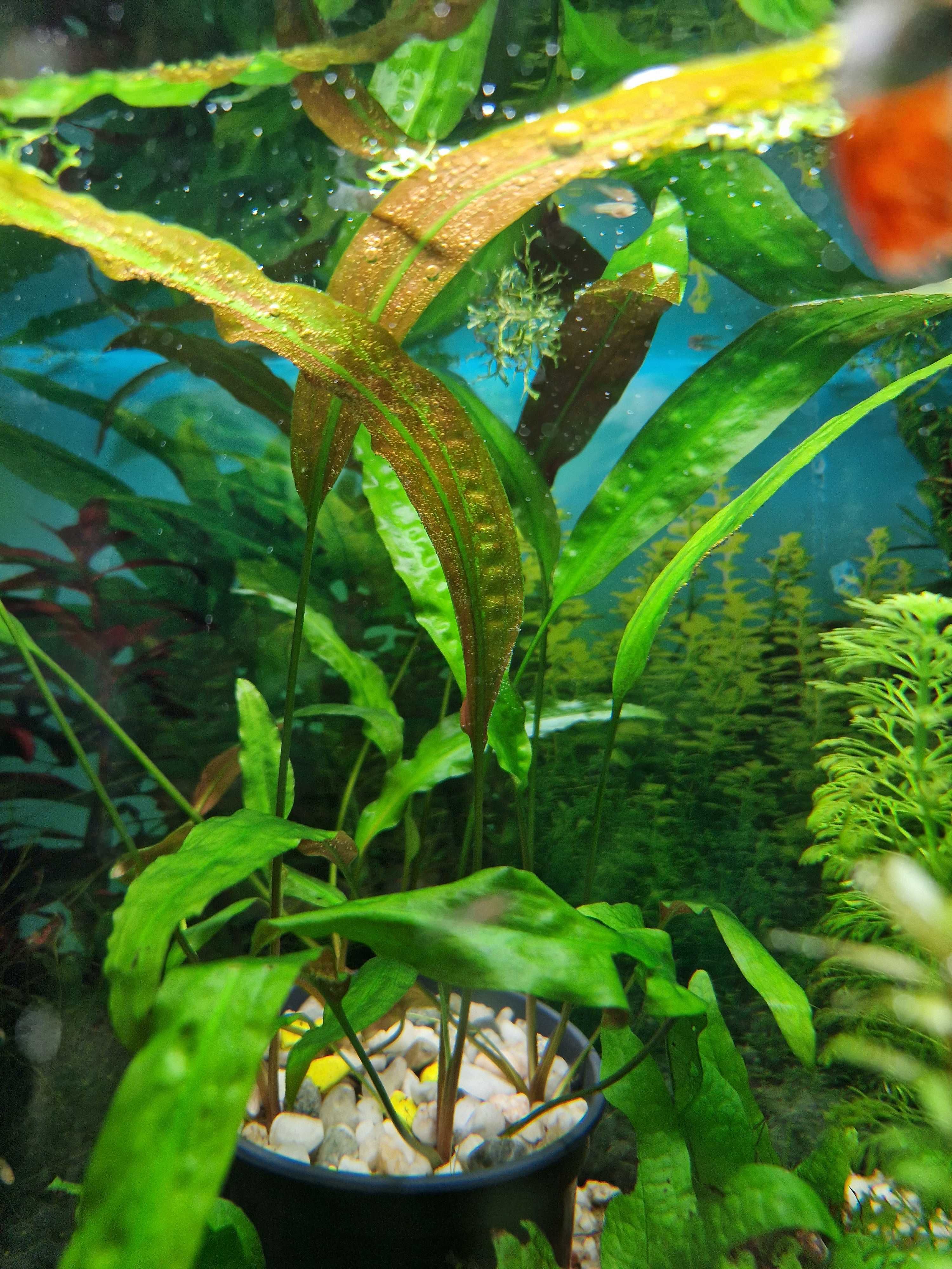 Kryptokoryna "czerwona", rośliny, roślinki do akwarium