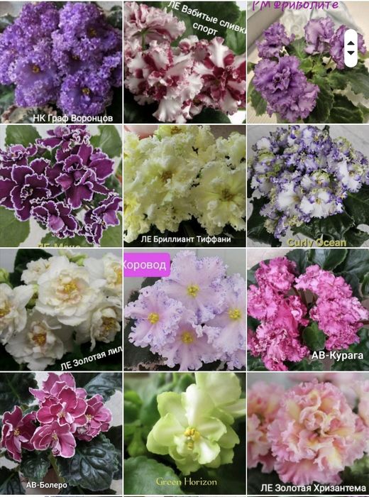 РОЗПРОДАЖ сортової фіалки