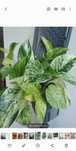 Epipremnum Marble Queen i inne