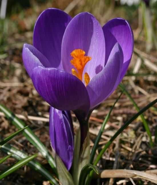 Krokusy mieszanka kilku odmian wielkokwiatowych 100 cebulek za 90 zł