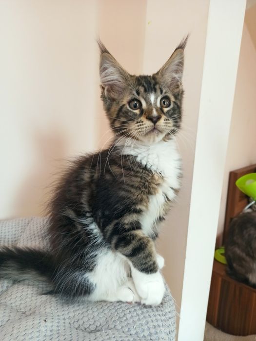 Maine Coon-Amadeo-kocurek po Championie