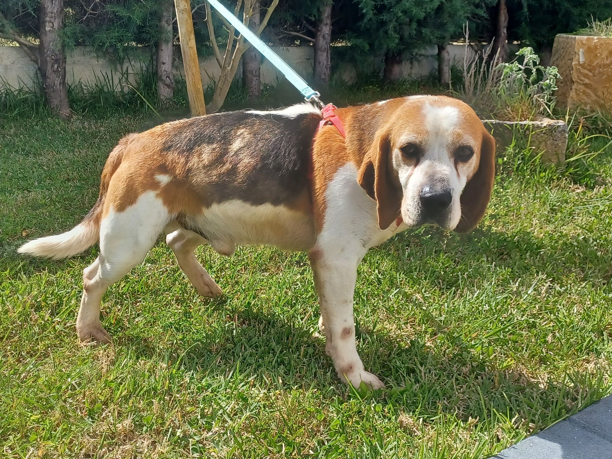 Cão com cerca de 6/7 anos de raça beagle para adoção responsável